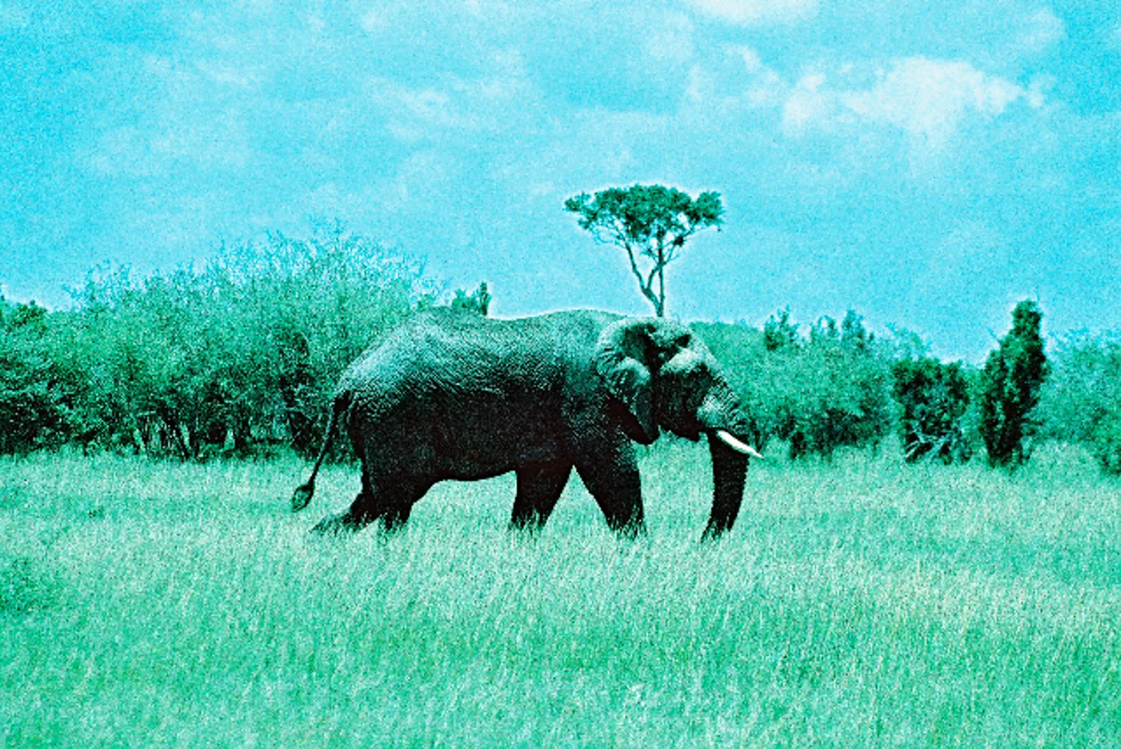 Elephant. Masai Mara, Kenya.