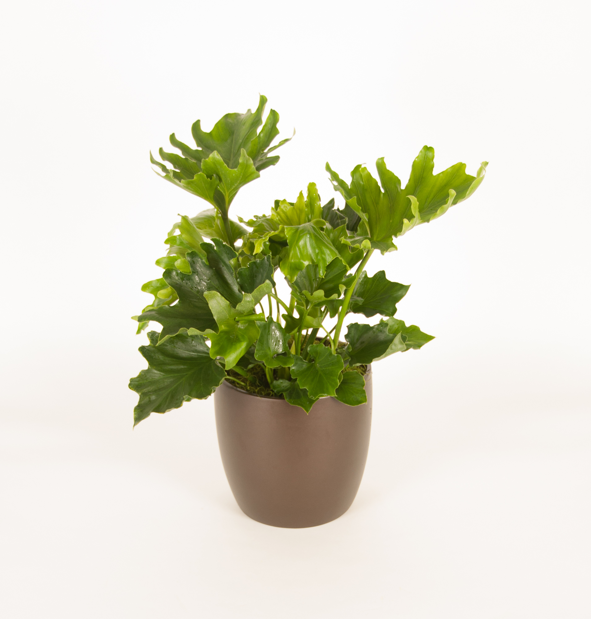 Philodendron Hope_06in.jpg