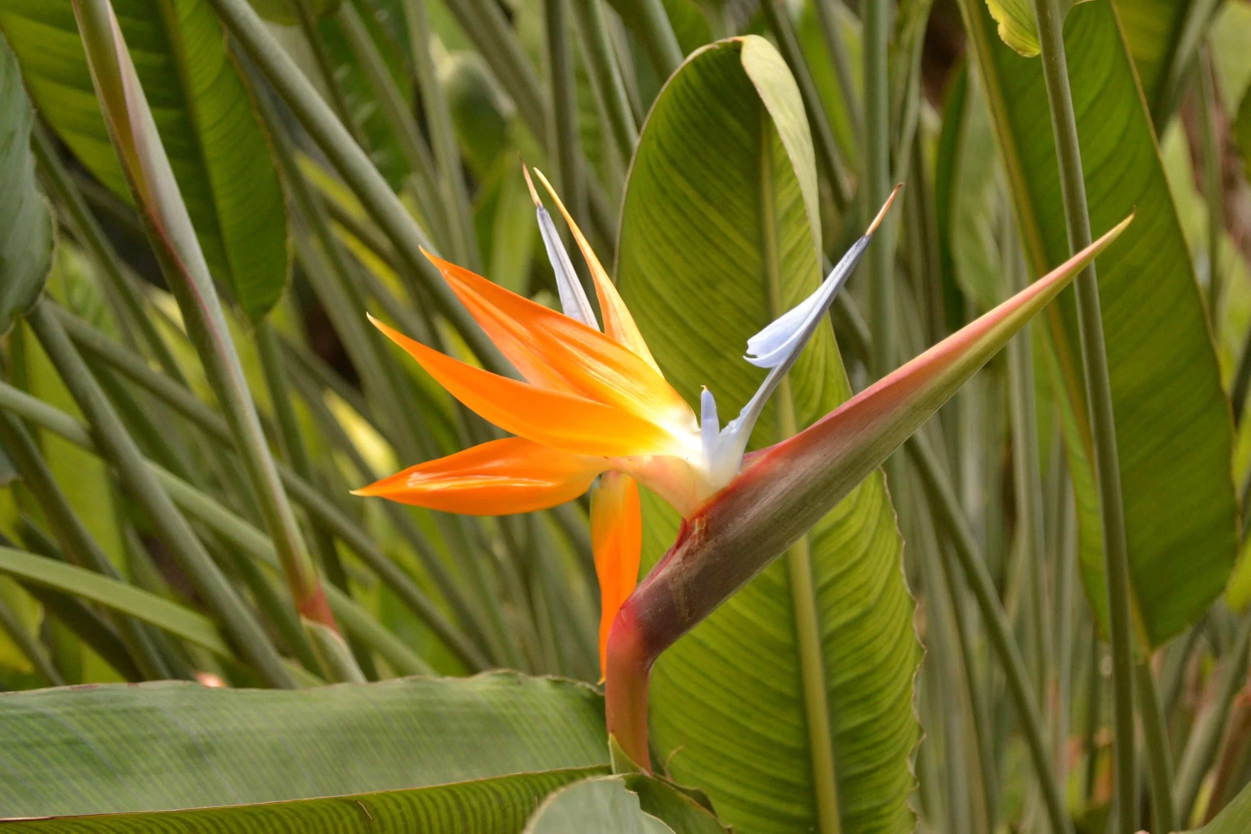 DSC_1175.JPG