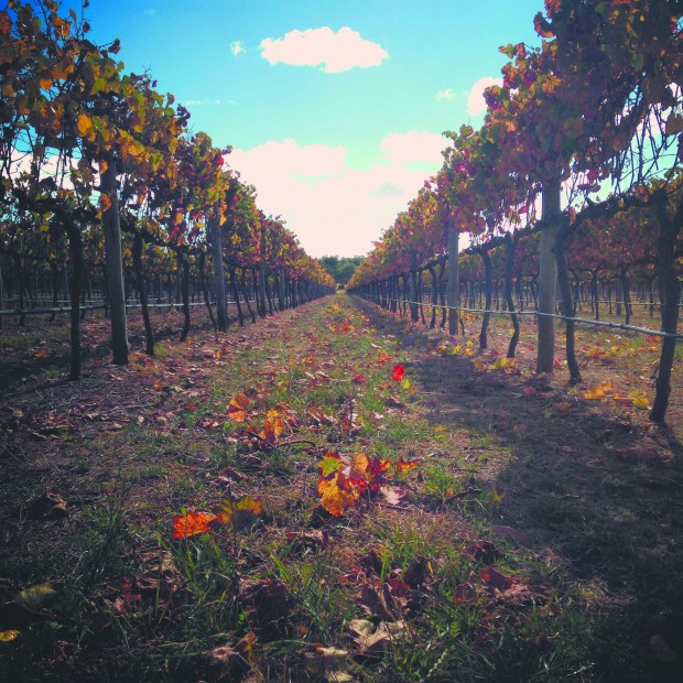 [INTERVIEW] Geelong Heritage Wine Walk: Oakdene Vineyards