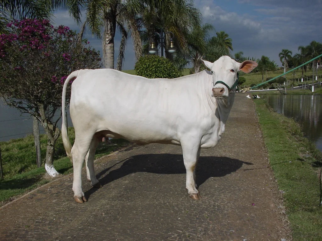 Animais Site.008.jpeg