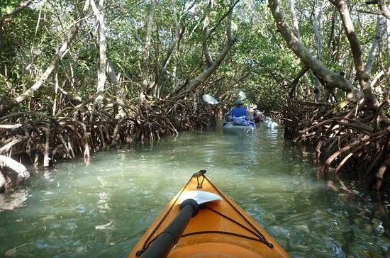 mangrove-tunnel-kayak.jpg