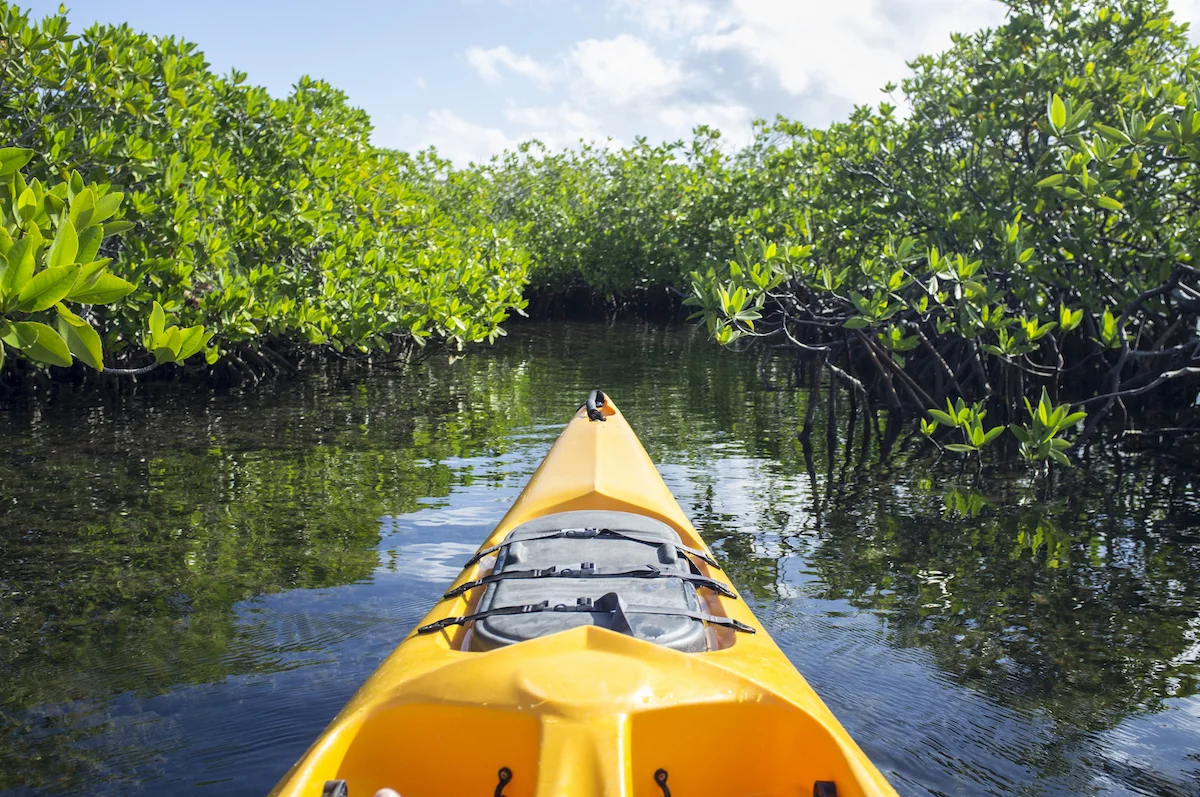 2Mangrove.jpg