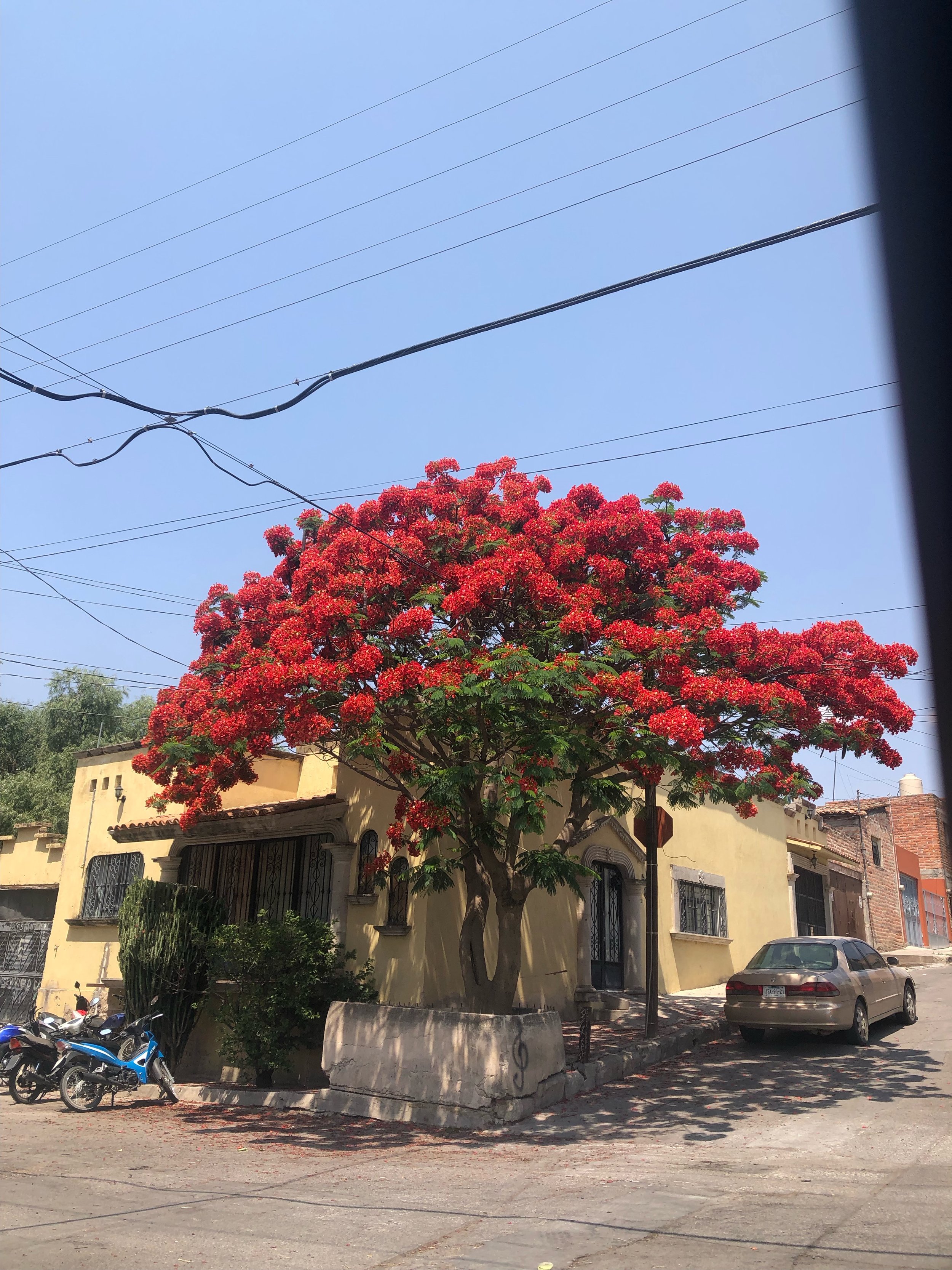 IMG_6621.jpeg