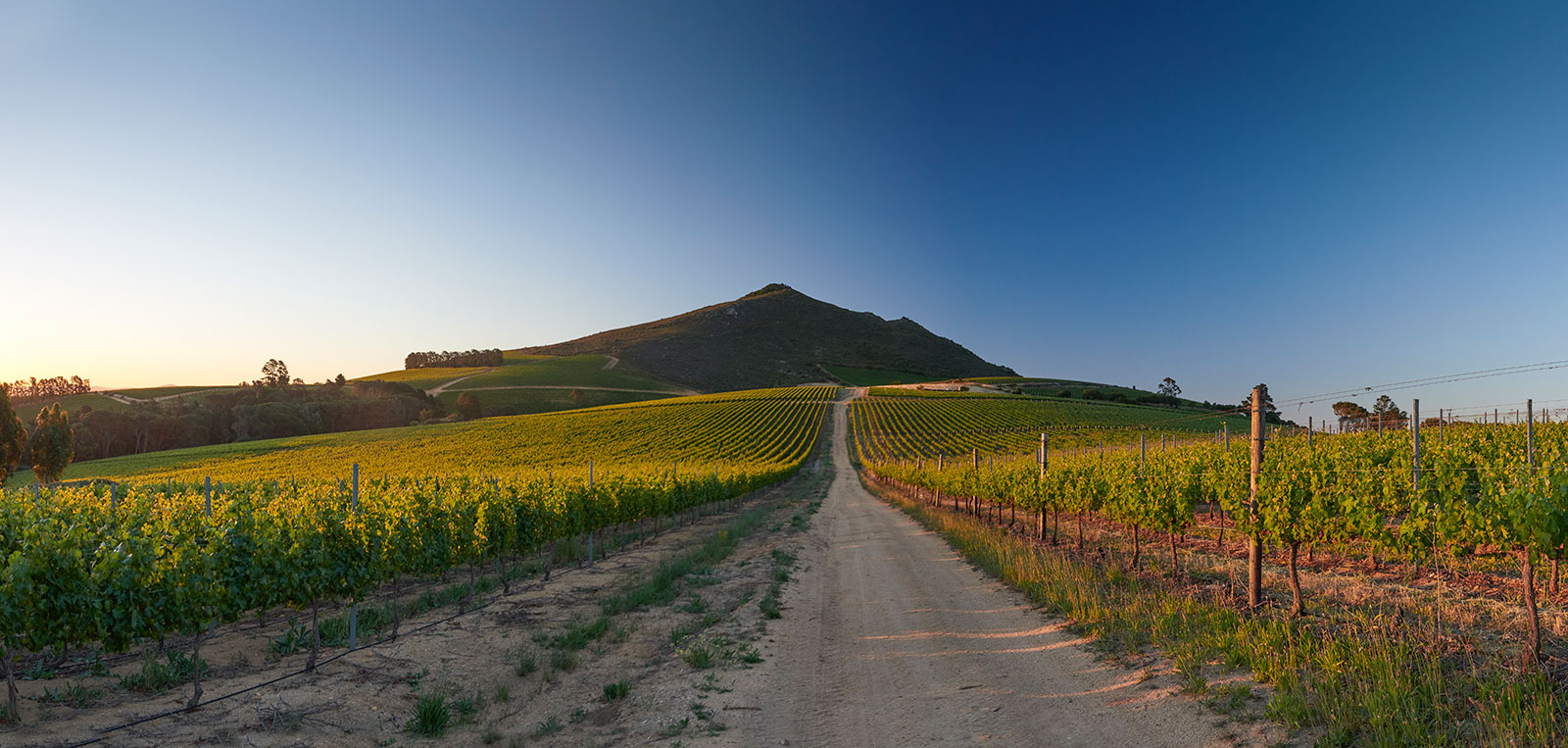 Warwick-Vineyards-Road.jpg