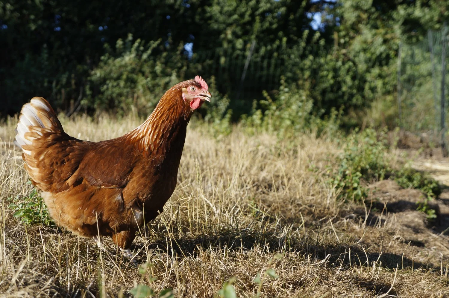 chicken.jpg