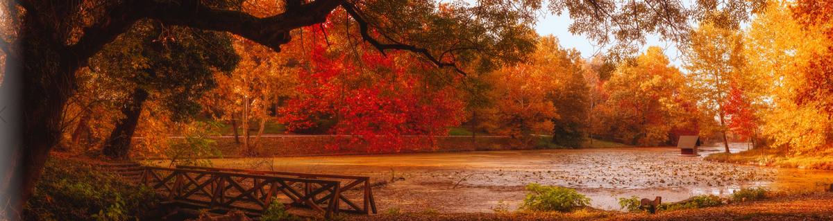 Autumn 5.png