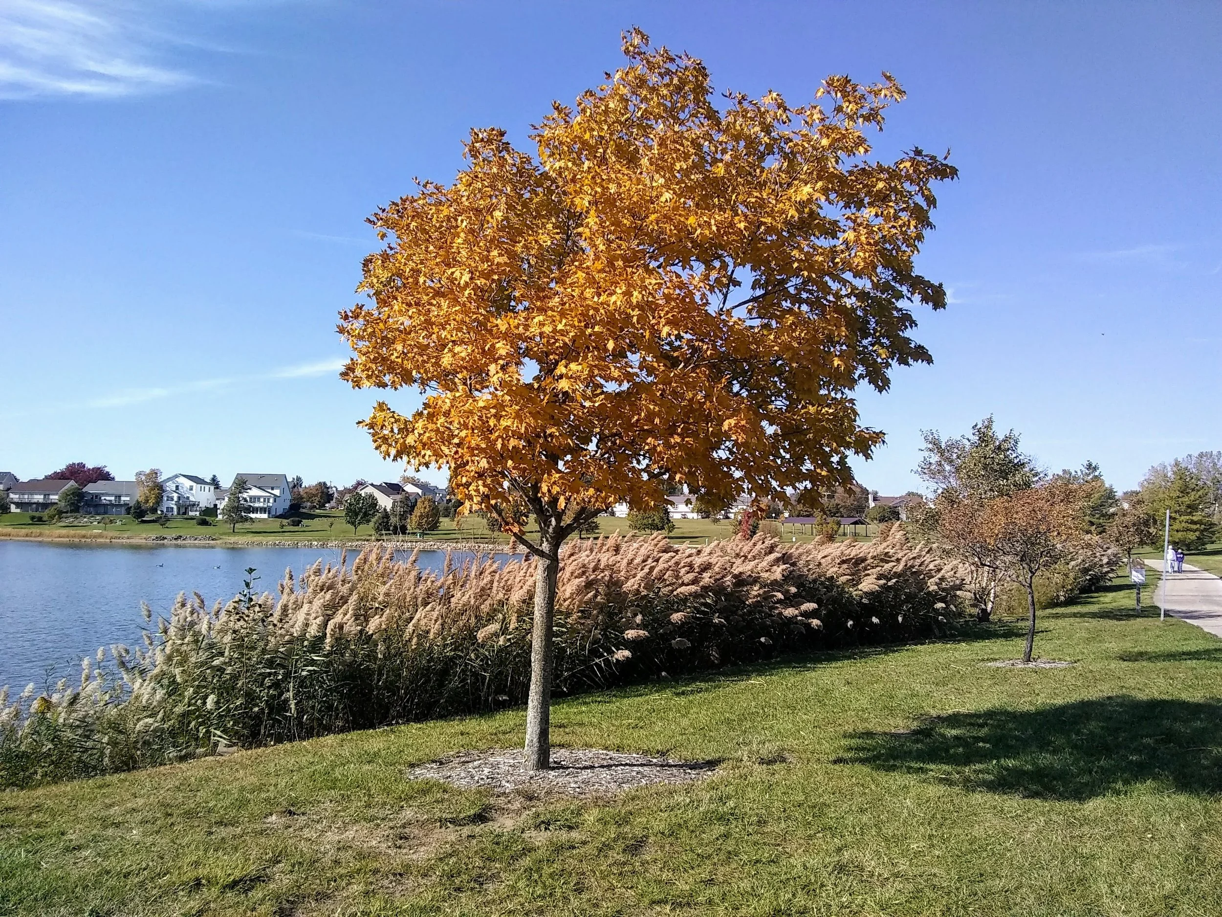 Fall leaves.jpg