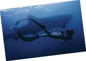 Freediving with whale sharks in the sea near Oslob, Cebu in the Philippines, Kia Sebastian (’19) helps protect marine animals as a sea warden.