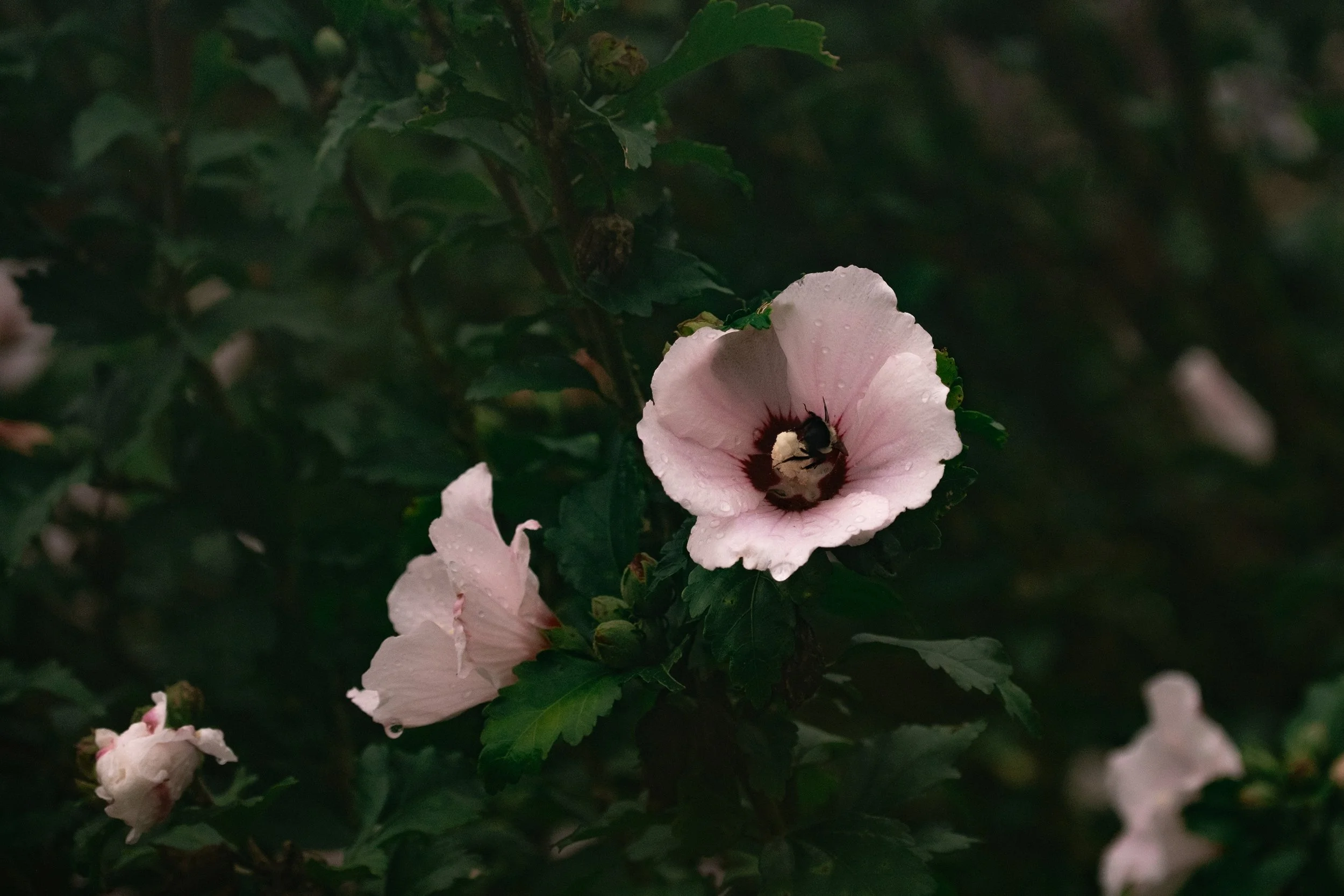DSCF8685.jpg