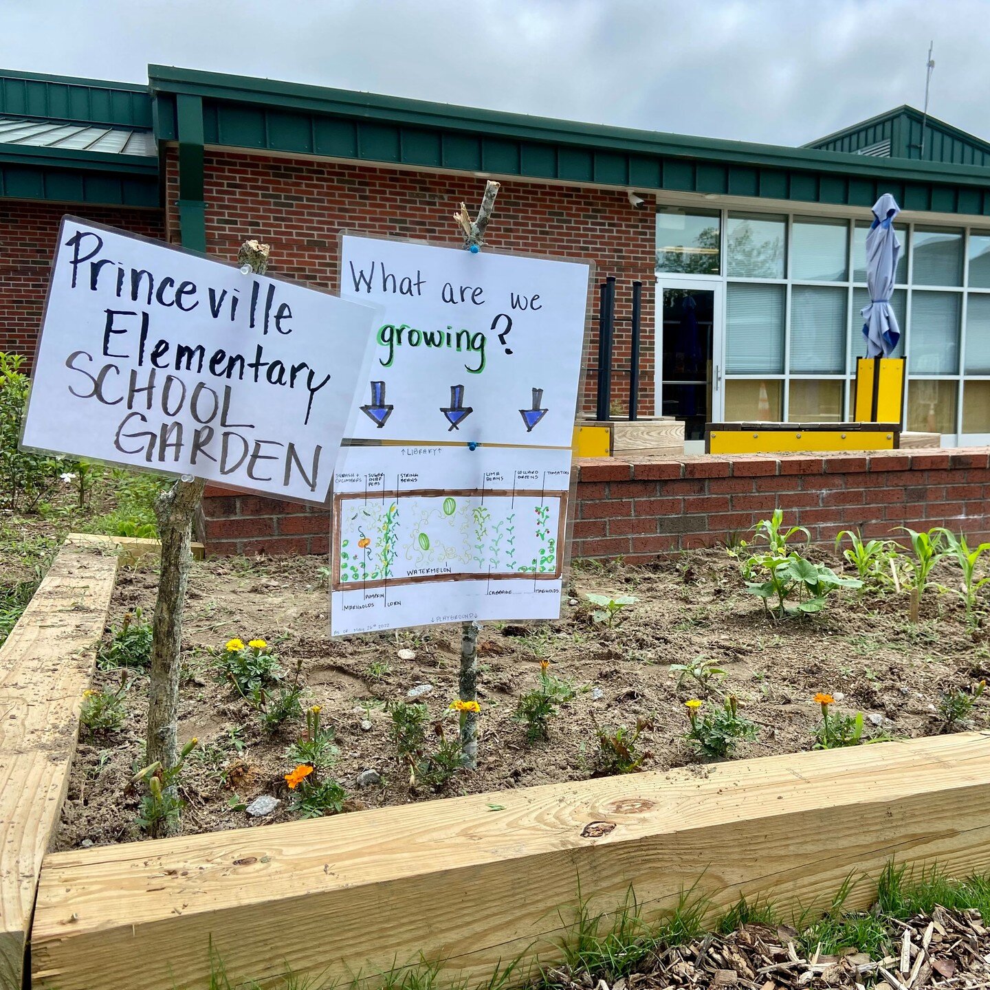 😍 It's so awesome to be part of the team that's growing something great at Princeville Elementary! Thanks for the pics @fancy___nancy___ 🌱🌱🌱

#schoolgarden #outdoorlearning #futurestewards
