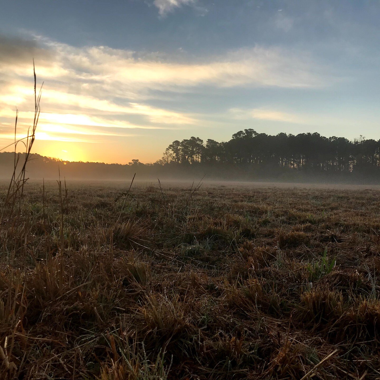 More good news! Our work to research and document the #conservation values of a legacy #coastal #farm as critical ecological open space has recieved a 2022 Honor Award in Analysis and Planning from @ncasla_landarch 🏅🏅. Very proud that our research 