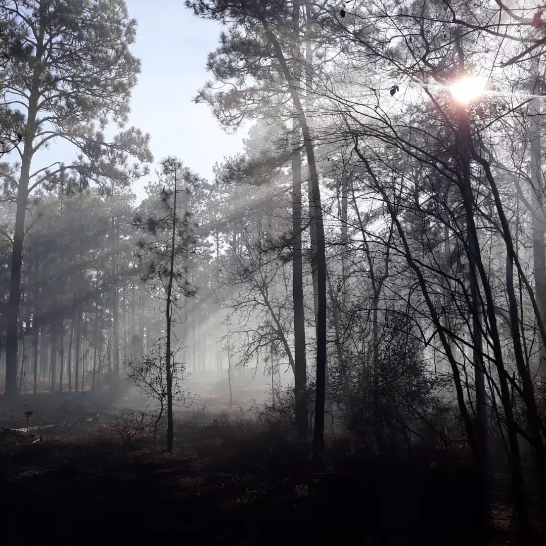 An amazing day observing transformational changes at Nicks Creek Longleaf Reserve. Even better on a smoky morning following a #prescribedfire 🌲🔥😍 Kuddos to @melvin.ezzell for championing multiple, innovative forest management strategies to restore