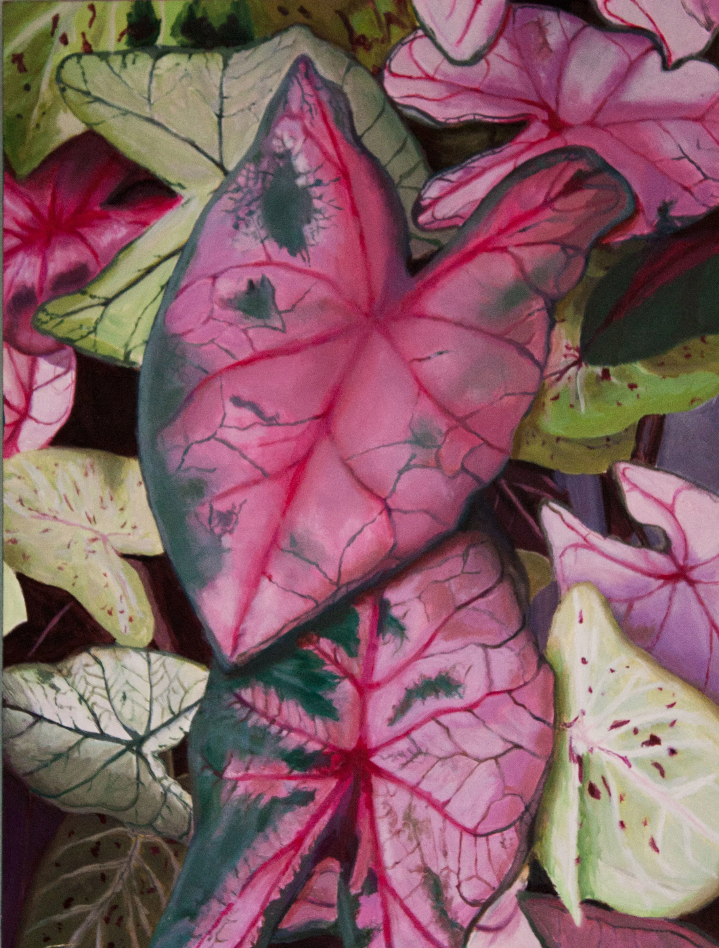 Caladiums
