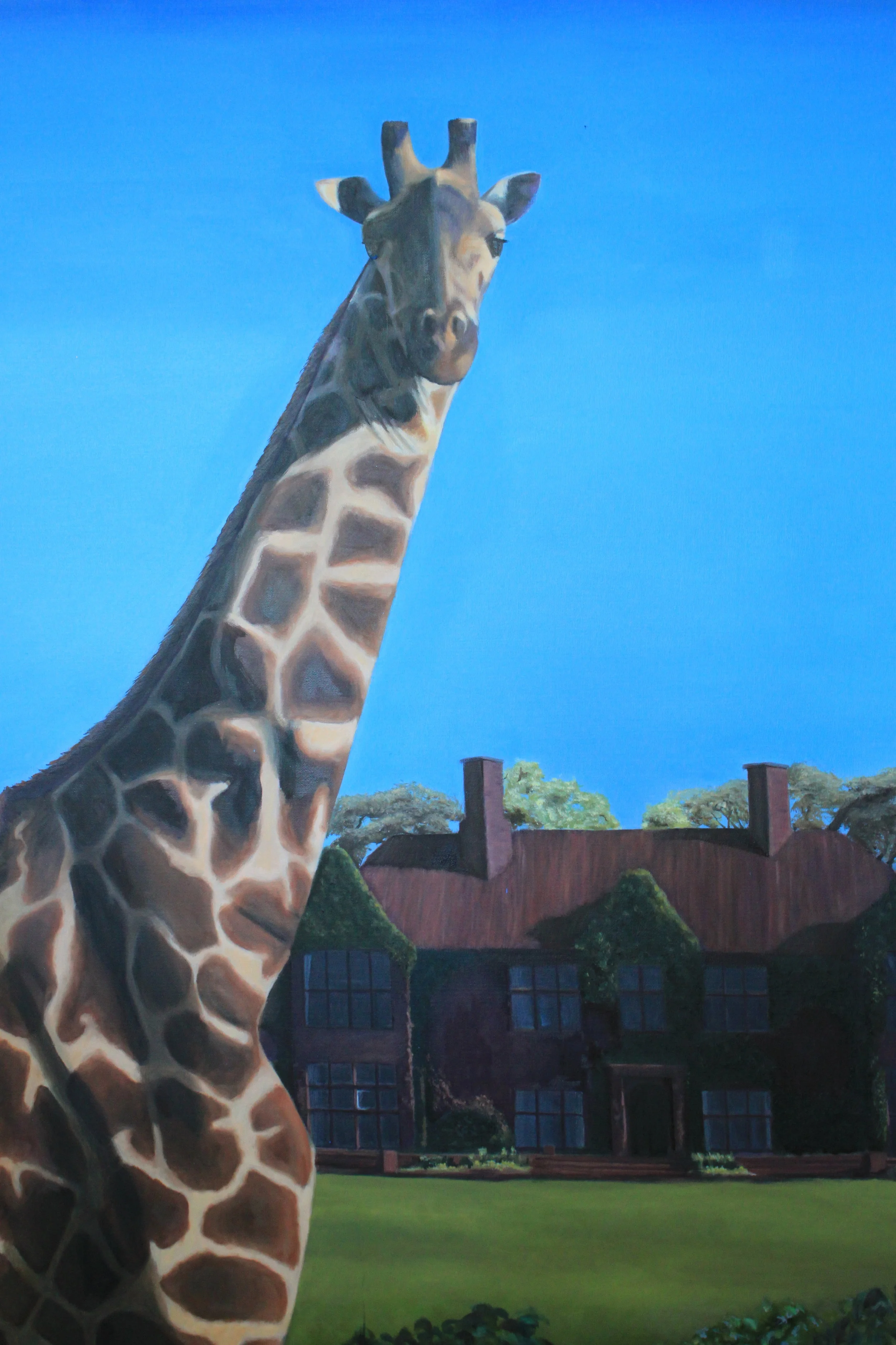 Rothschild Giraffe