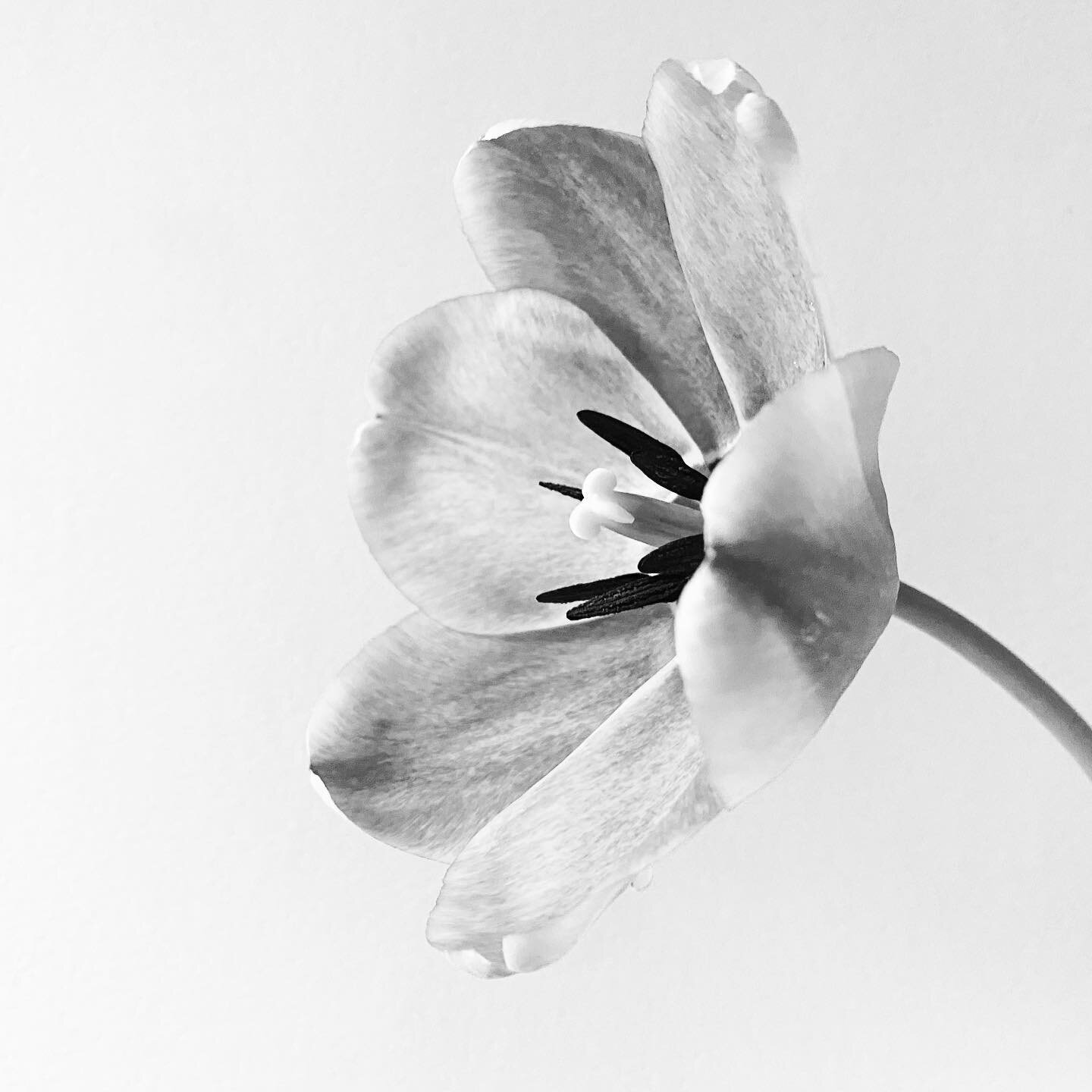Plant Journal No. 4
Black &amp; White Series.  April 13, 2020. 
Saving Tulips from the April freeze.  The boys brought our one and only tulip in from the backyard on my birthday. She&rsquo;s amazing to watch open and close right before our very eyes.