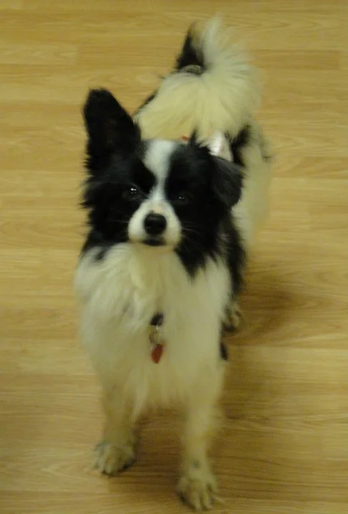 Bosco is a papillon boy that was dropped in an overnight pen at a high kill shelter.