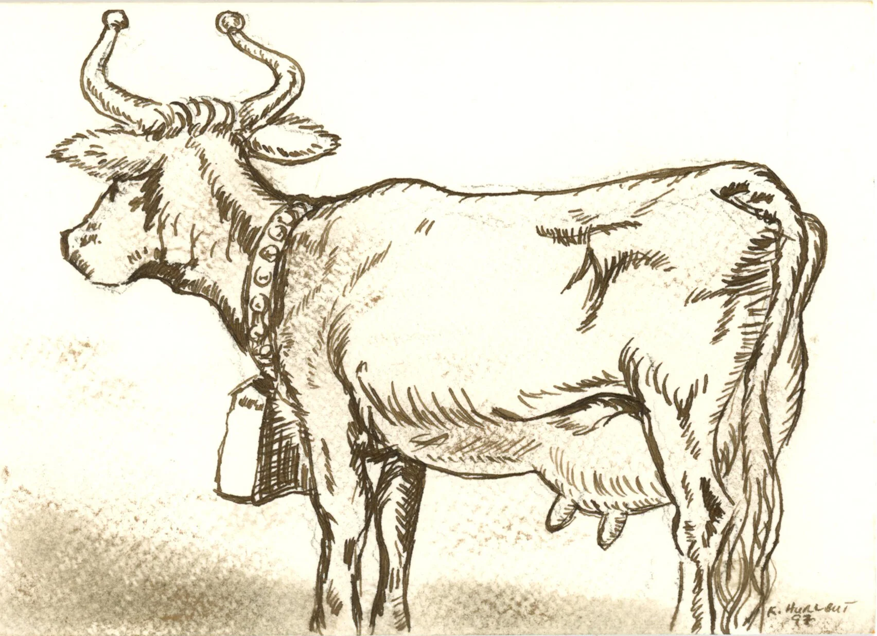 Cow after The Story of Fredinand drawn by Robert Lawson