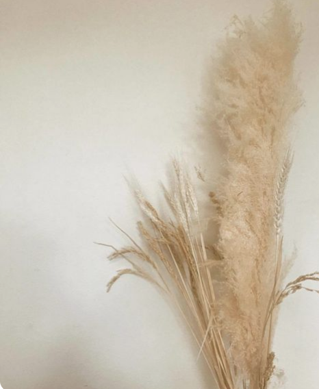 pampas grass