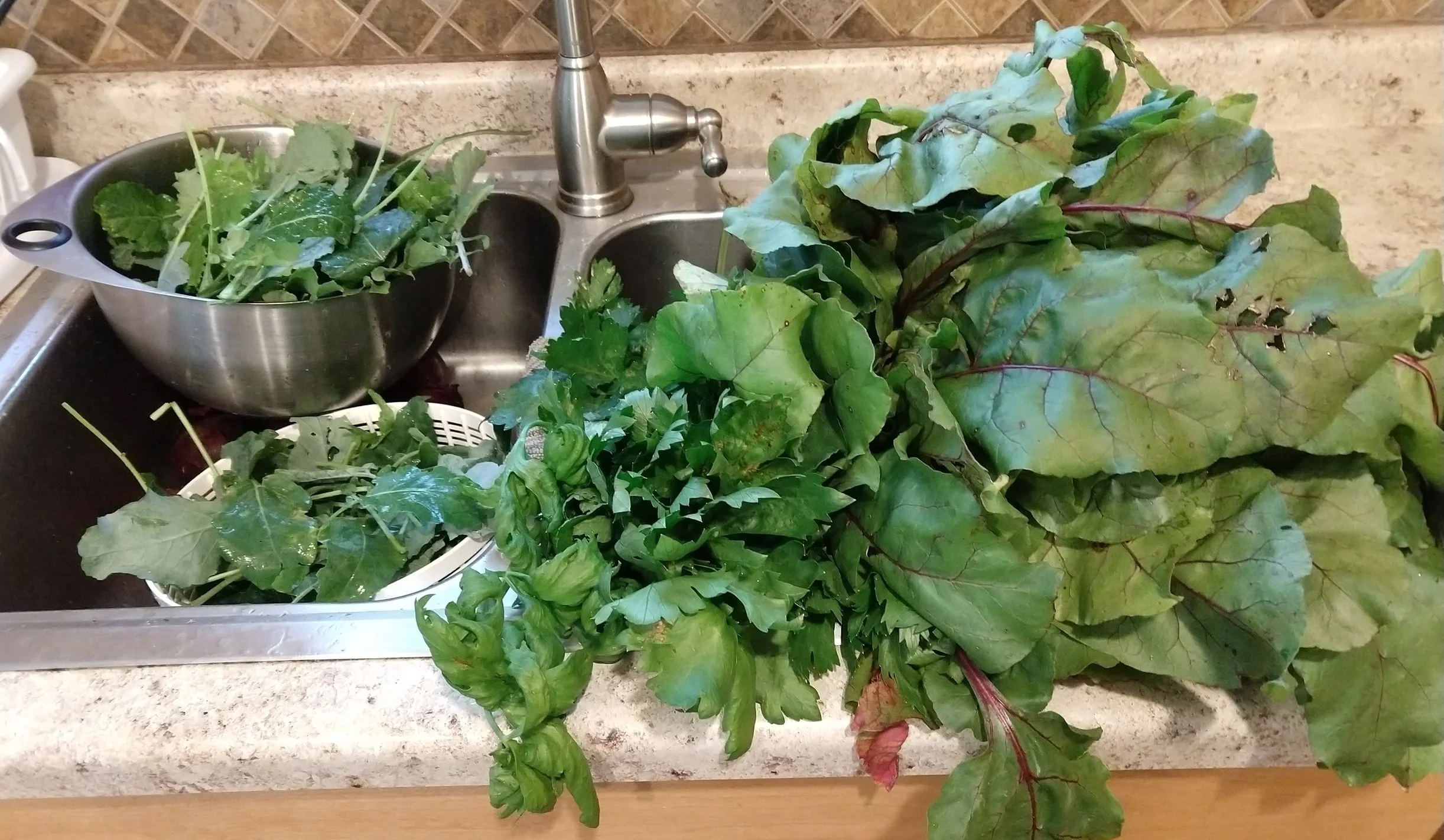 The sink is overwhelmed with greens, and is too much for us to eat. So we save some for eating fresh and then steam some prior to canning. Steaming the greens wilts them to better pack them into jars.