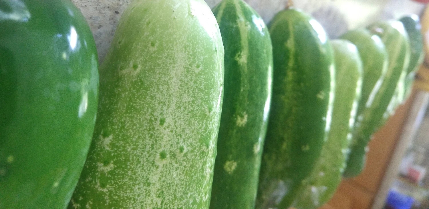 Cuke Salad — IRONBULL