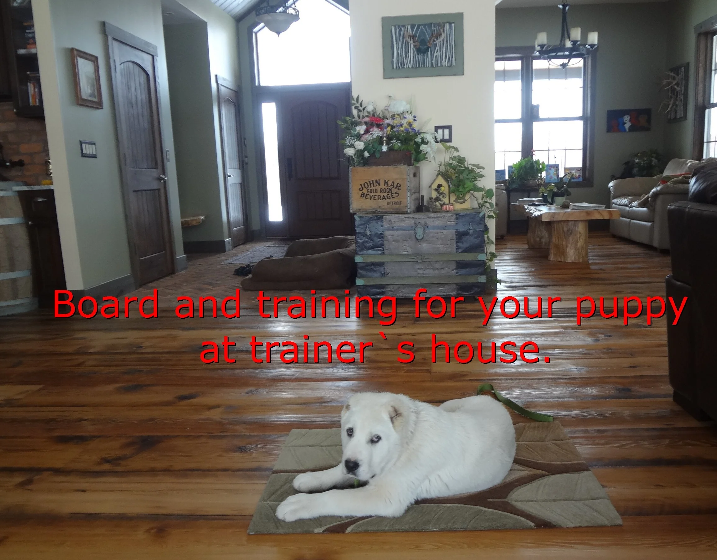 dog training Dog boardingMichigan dog trainerobediencedog