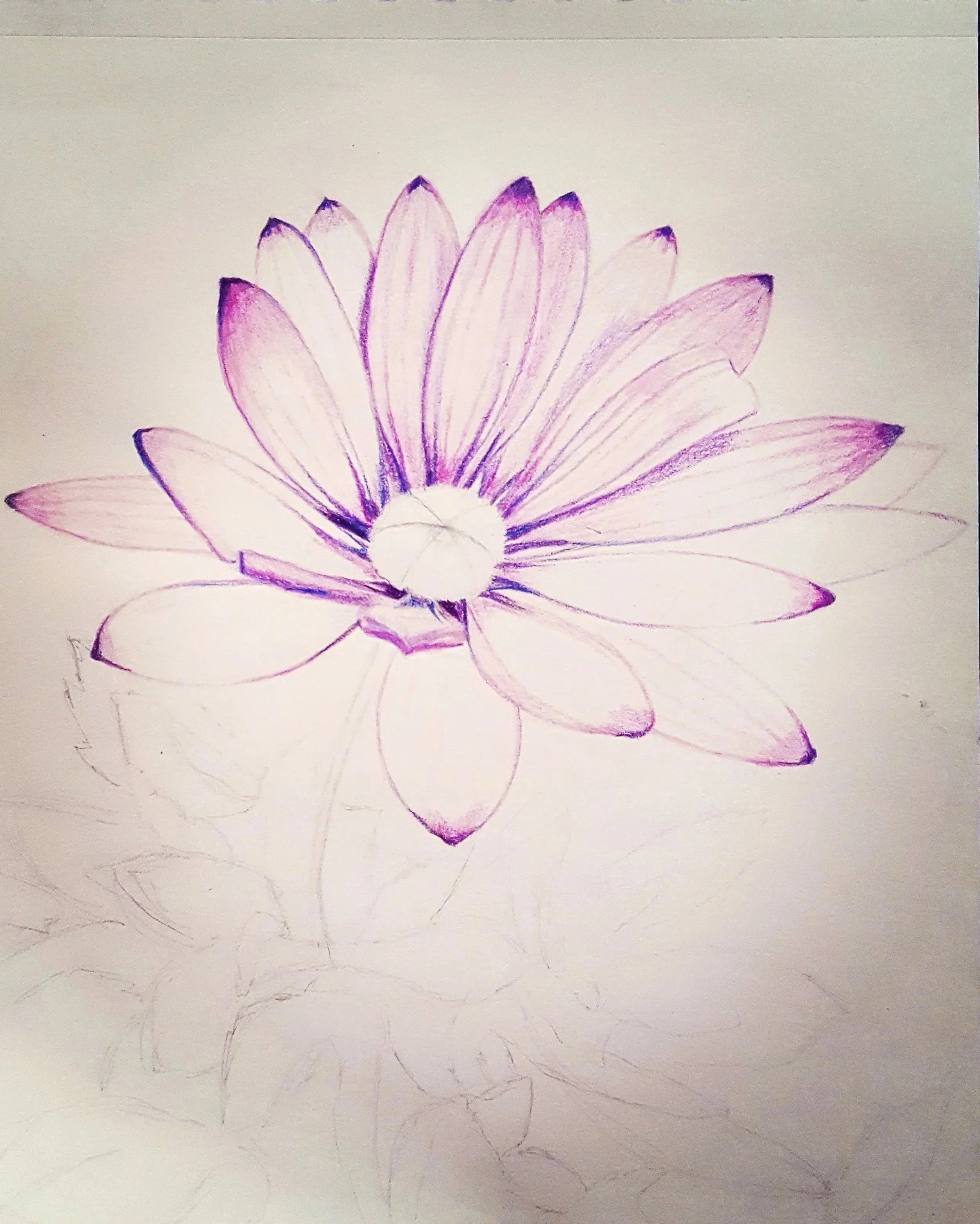 Purple Daisy Family