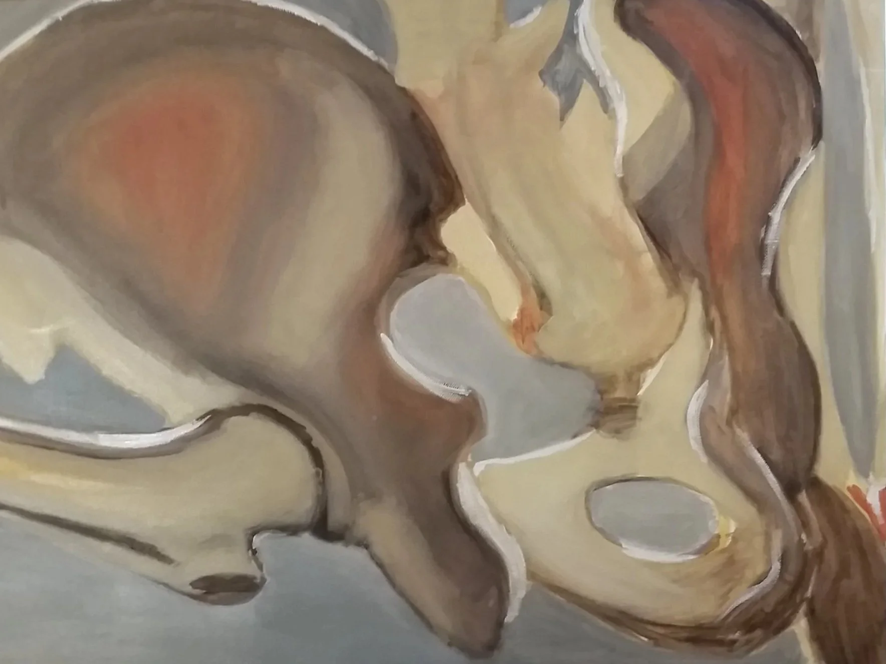 Pelvis Study