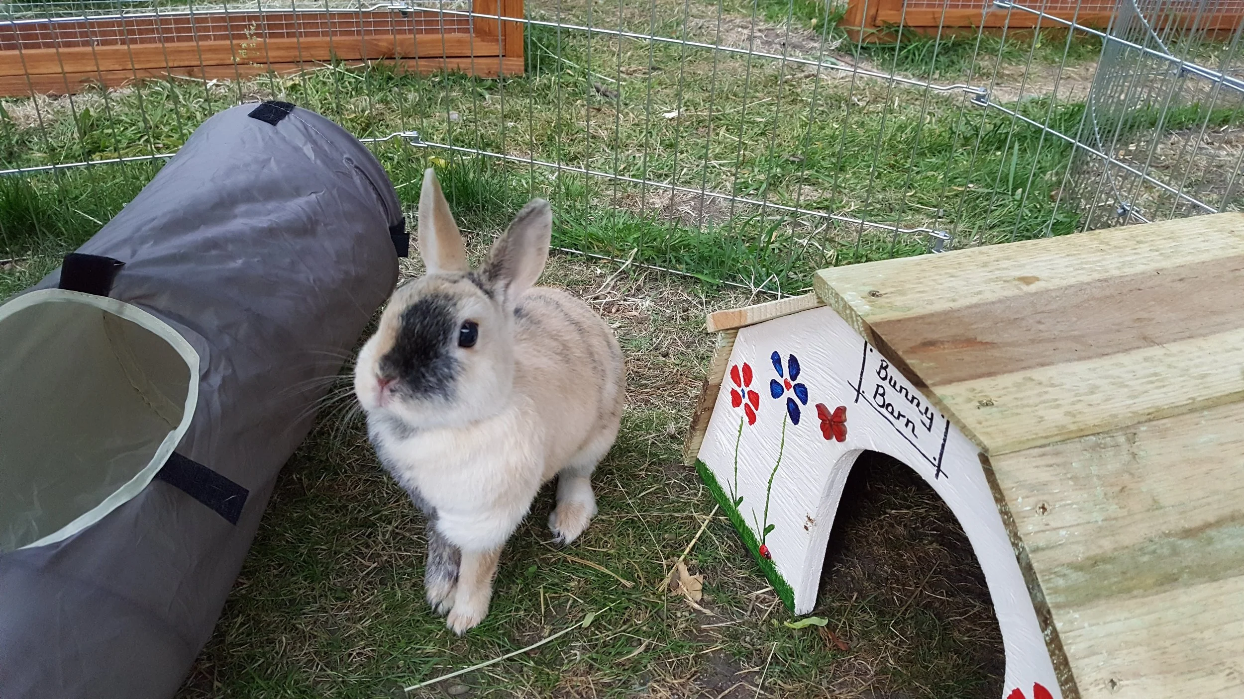 TIGERLILY is the daughter of two of our previoius rabbits Pepper and Jessica. Tigerlily was born and brought up in this house. Tigerlily’s dad and mum are no longer with us and when Tigerlily’s mum died last November, Tigerlily struggled and seemed lonely but we knew she was too independent to add a new bunny into her home. She has been so much better since we moved her out of the hutch she shared with Jess and is now in the shed where she can see the guests and her new adopted sisters. She seems so much happier and is eating well which is a good sign. Many people think Tigerlily is a baby as she is so small. But she is actually eight! Her dad was a Netherland Dwarf and she has inherited his petiteness! She has long ears though like her mum. Depending on what mood she is in, she can be shy but she can also be playful and mischievous. LIKES hiding and running through tunnels, eating anything made of willow and jumping over things. DISLIKES being picked up. Very common amongst rabbits!