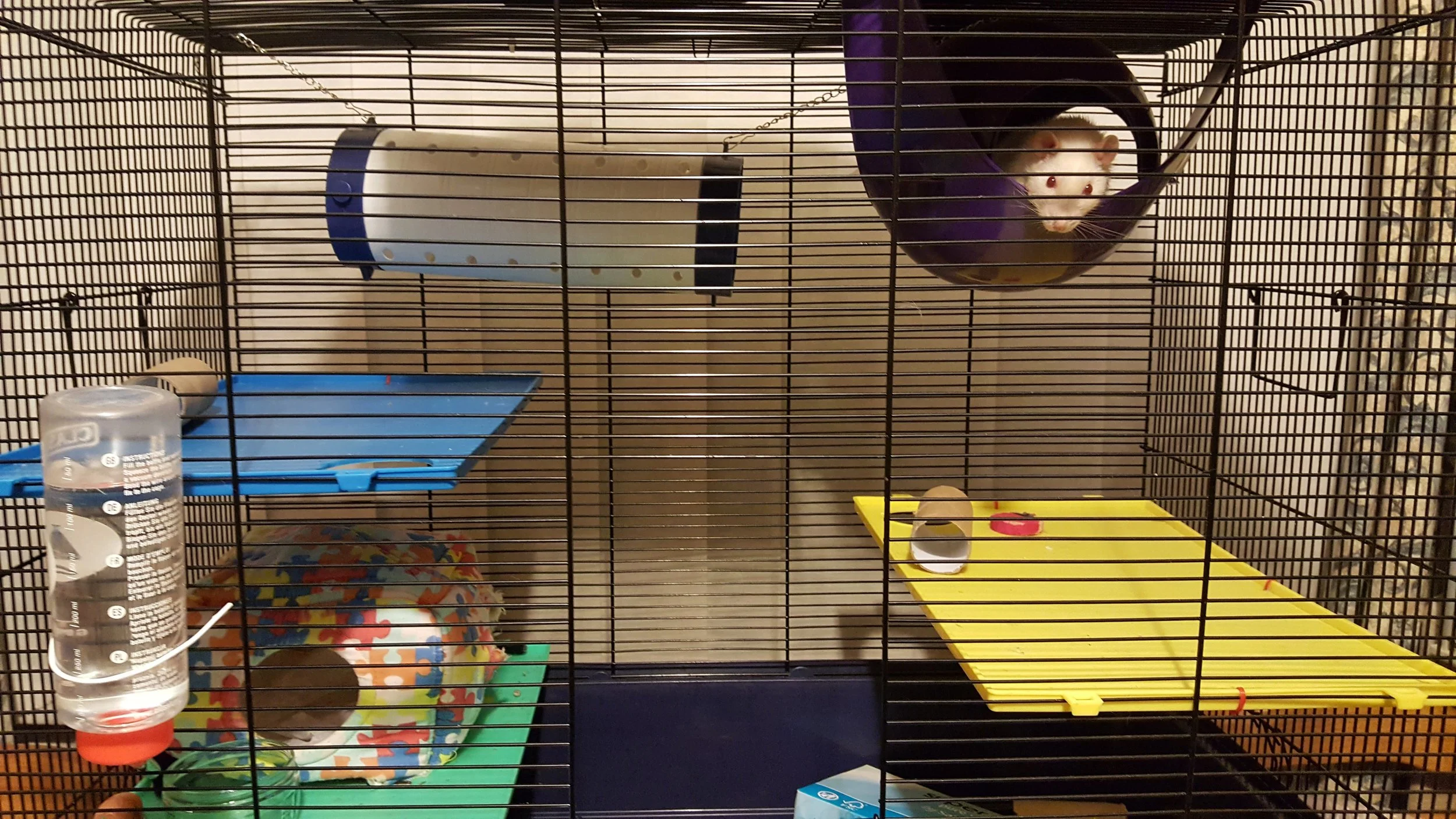 One of our rat enclosures as demonstrated by Lottie (in the sputnik at the top). Additional shelving is available for climbing and tubing is available for smaller rats.