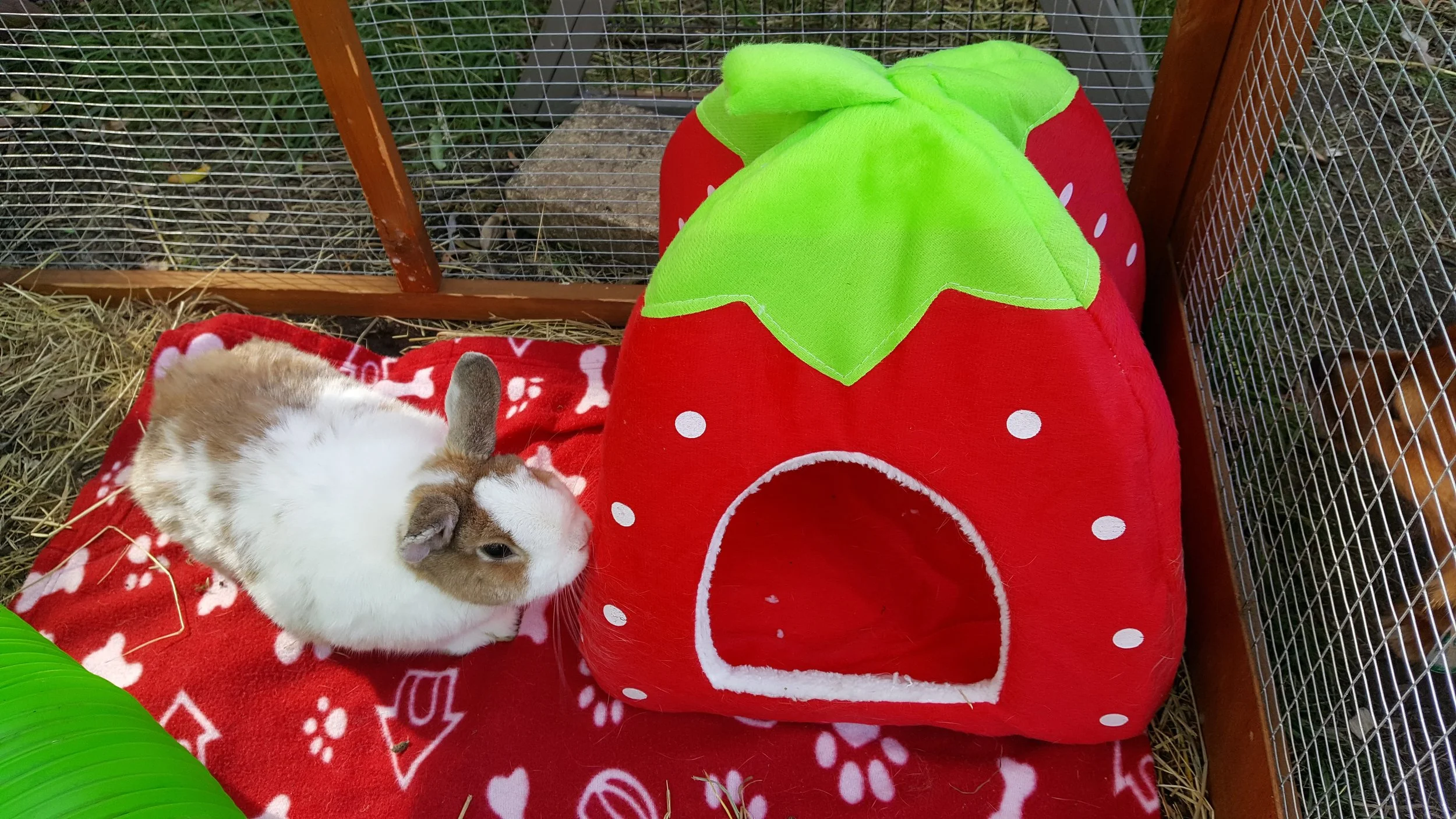 BUN BUN is our lovely little Netherland Dwarf bunny. She is two years old. Her “gotcha” date is 7th April 2019 and she is 2 years old. There is nothing Bun Bun likes more than chilling out in the sunshine -whenever the sun puts in an appearance. She enjoys being part of Hoppy Holidays and loves watching the other bunnies and her adopted sisters. And she loves Enzo to bits and loves to give him bunny kisses on his nose! LIKES relaxing, the occasional bunny chocolate drop and having her ears stroked. DISLIKES having to wait for food. And being cleaned out. It makes her thump!