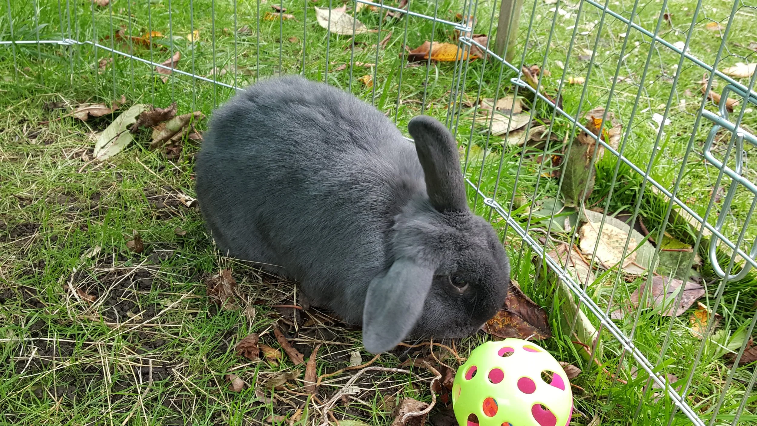 SKITTLES is our lovely mixed breed one ear up and one ear down bunny! She is around three years old and we don’t know her exact birthday but her “gotcha” date is 20th April 2019. Like Bun Bun, she has settled beautifully and loves her adopted sisters and doggy brother! Skittles is the first bunny we have had who didn’t have a great start and she was re-homed to a couple who did a wonderful job with her. She has grown from a bunny who didn’t even want to be stroked into a happy, friendly and confident girl who loves to be petted and to interact with everyone! LIKES spinach, kale and bunny biscuits (not too many though)! Also loves to greet people and especially likes children. She is another member of the Enzo fan club! DISLIKES having to wait for her veggies to be put down so she can tuck in. Both Skittles and Bun Bun think we need to hurry up a bit when it comes to serving rabbit dinners!