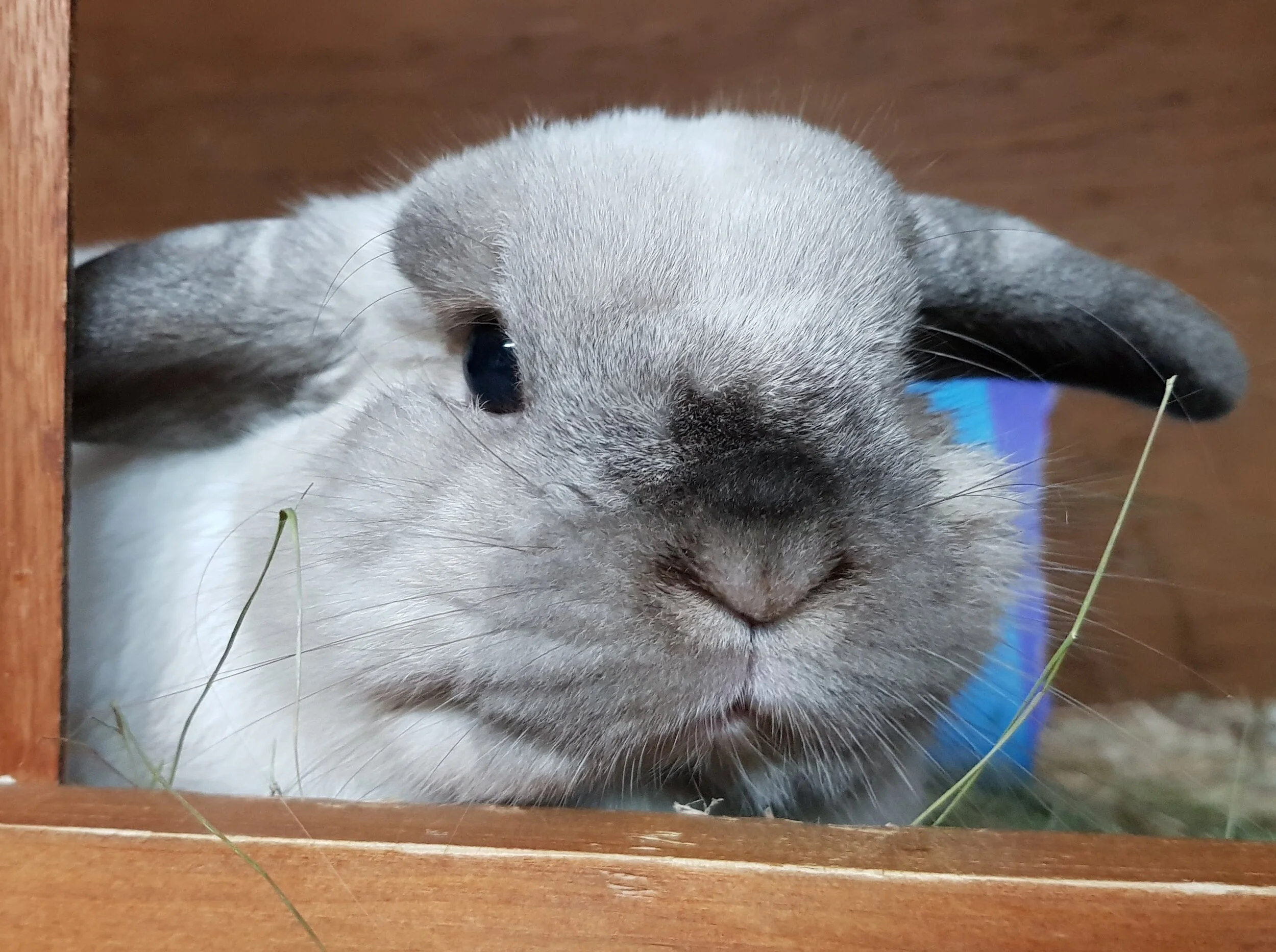 CONTENTS — HOPPY HOLIDAYS SMALL ANIMAL BOARDING