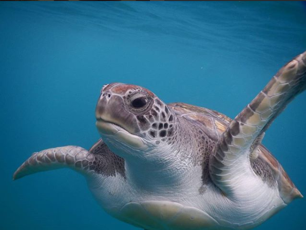 turtle swim.png