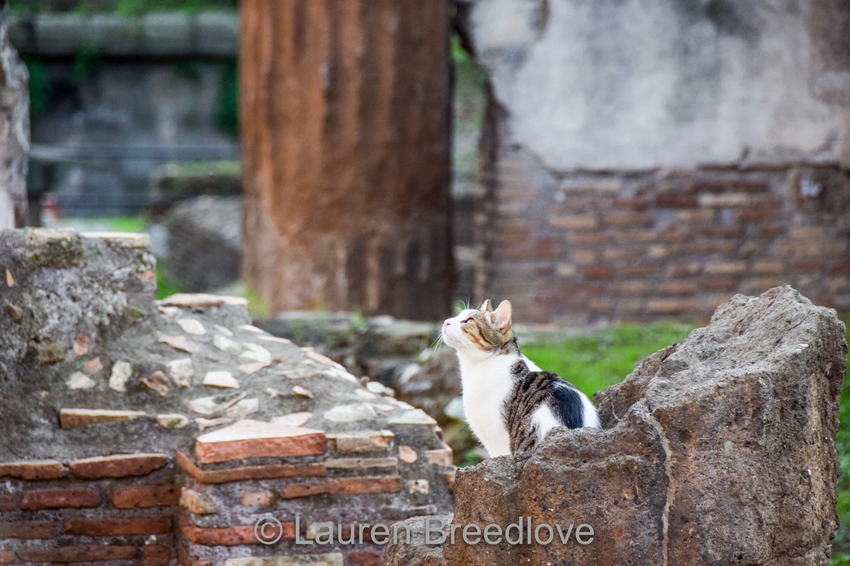 Romancat.jpg