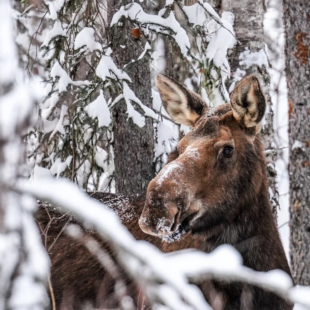 Meet Mabel, an Alaskan local who enjoys humming show tunes, eating crisp twigs, and watching summer sunrises. She also clearly knows which side is her best side 📷
.
.
.
.
.
.
#alaska #travelalaska #alaskaphotography #alaskalife #moose #wildlife #tlp