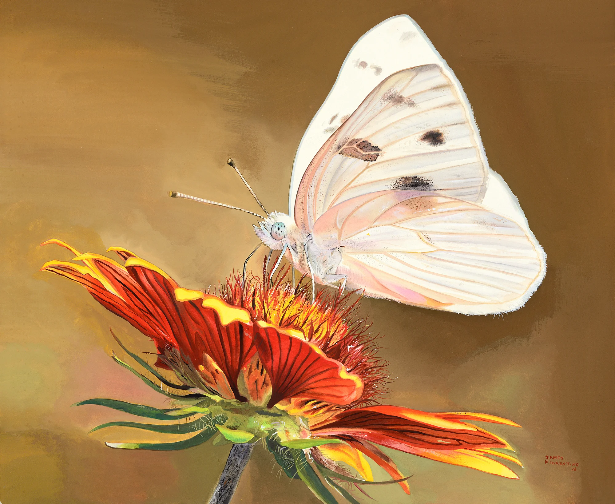 Checkered White Butterfly