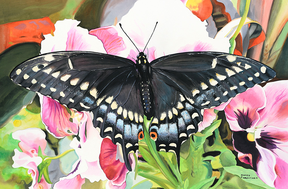 Black Swallowtail Butterfly — James Fiorentino Wildlife Art