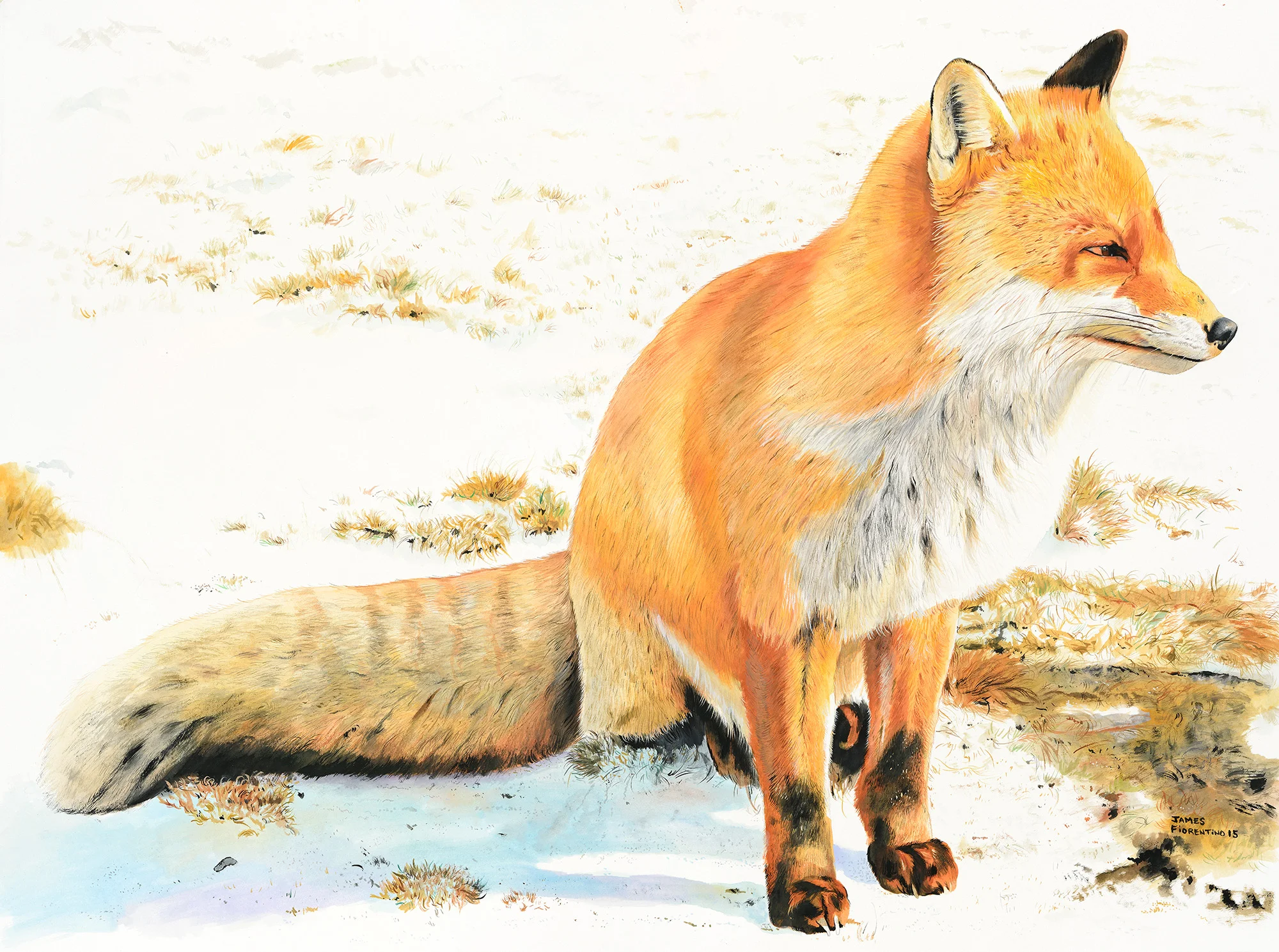 Fox