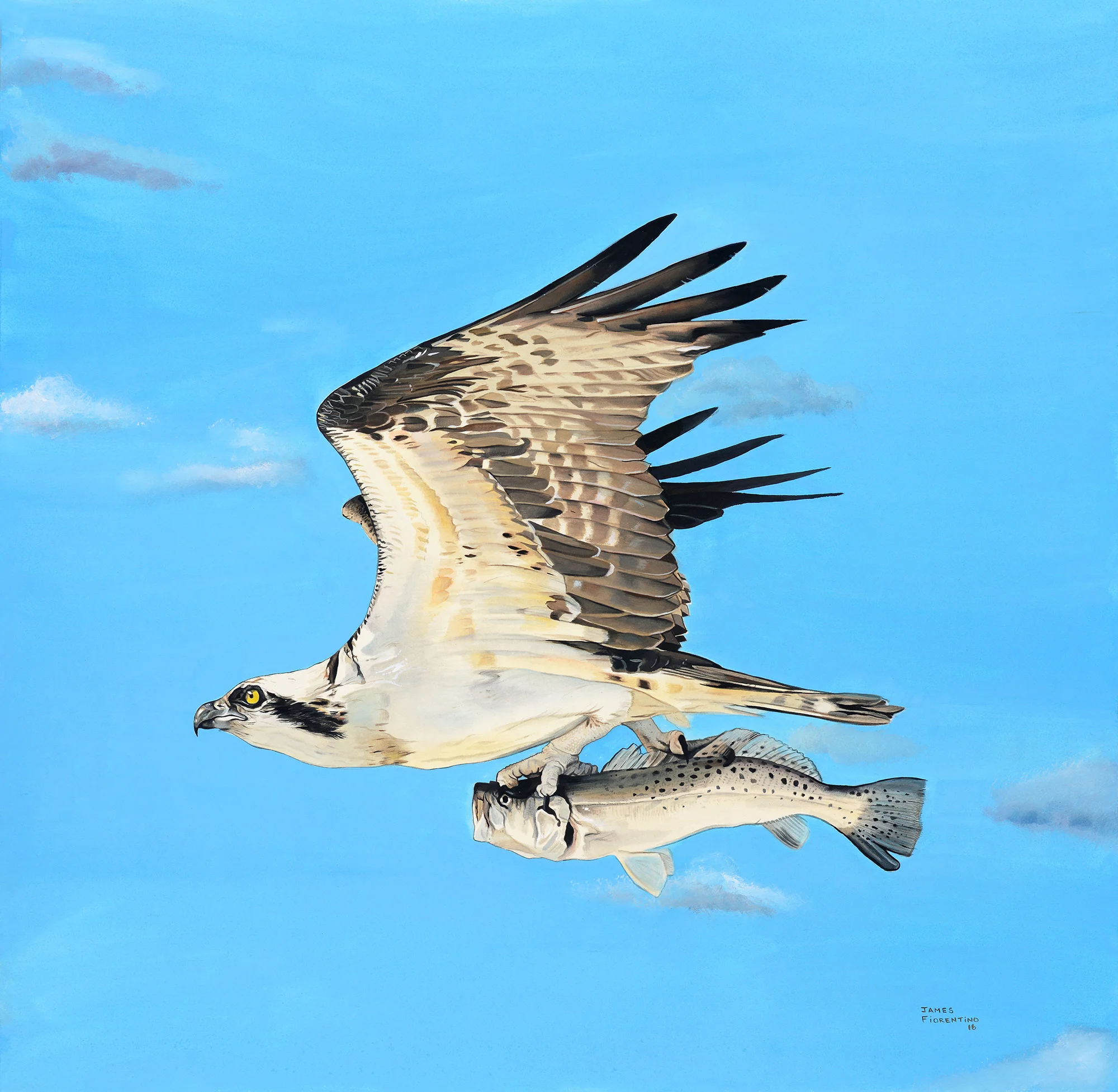 Osprey
