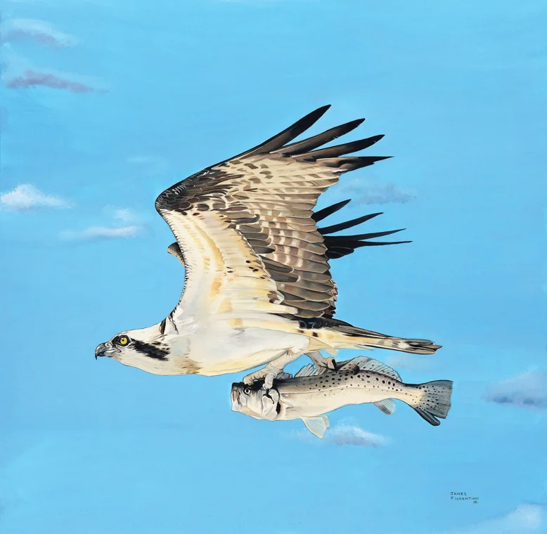 Osprey2.jpg