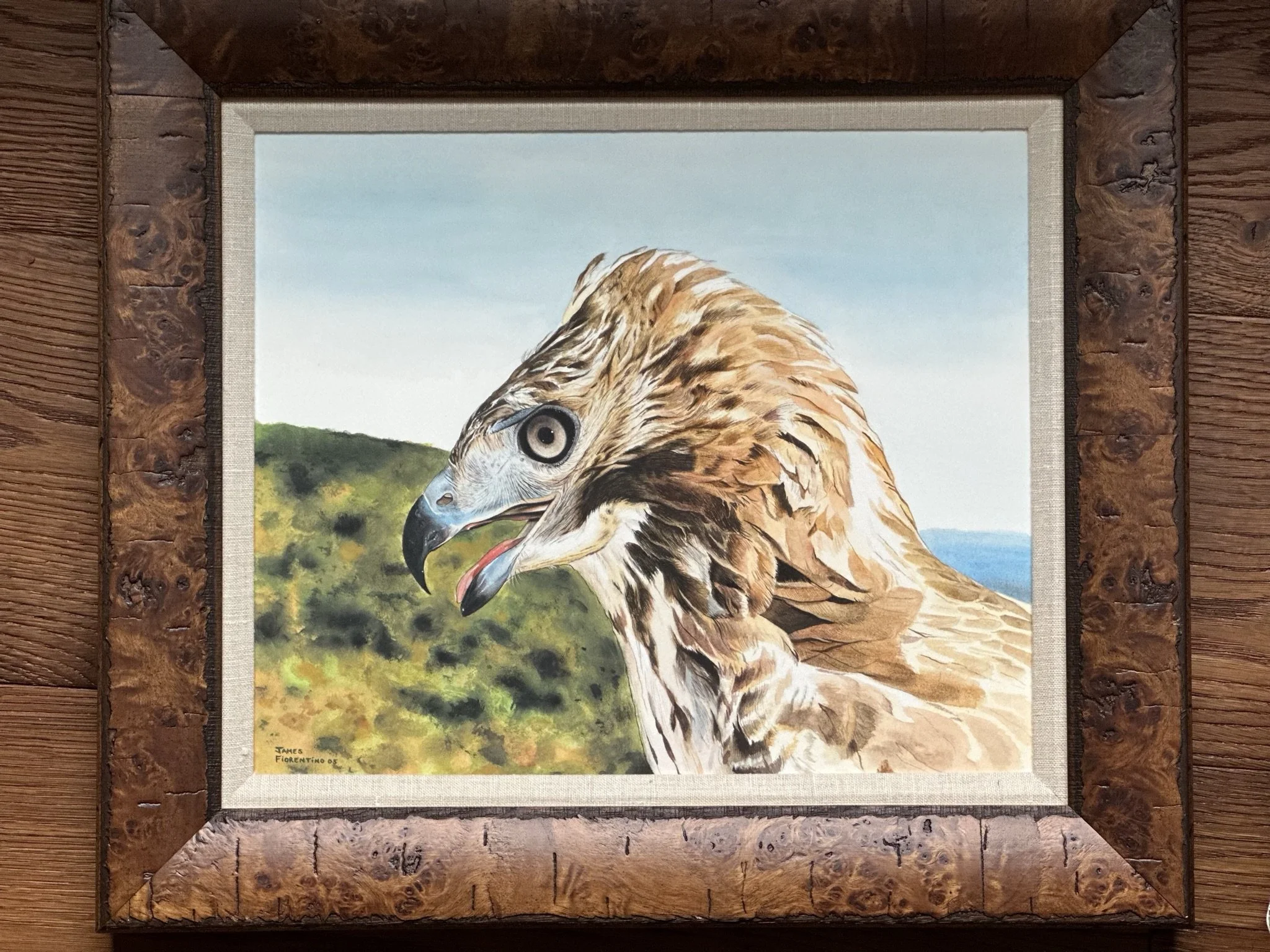 Red Tailed Hawk: Original Watercolor, Raptor Trust Collection