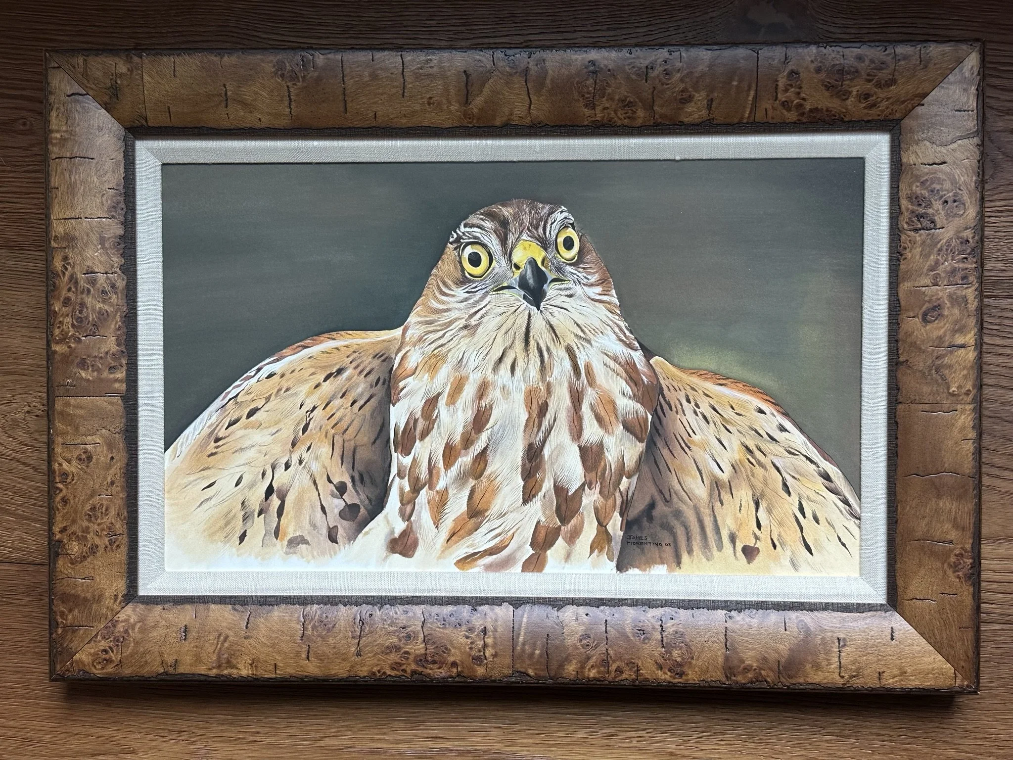 Sharp Shinned Hawk: Original Watercolor, Raptor Trust Collection