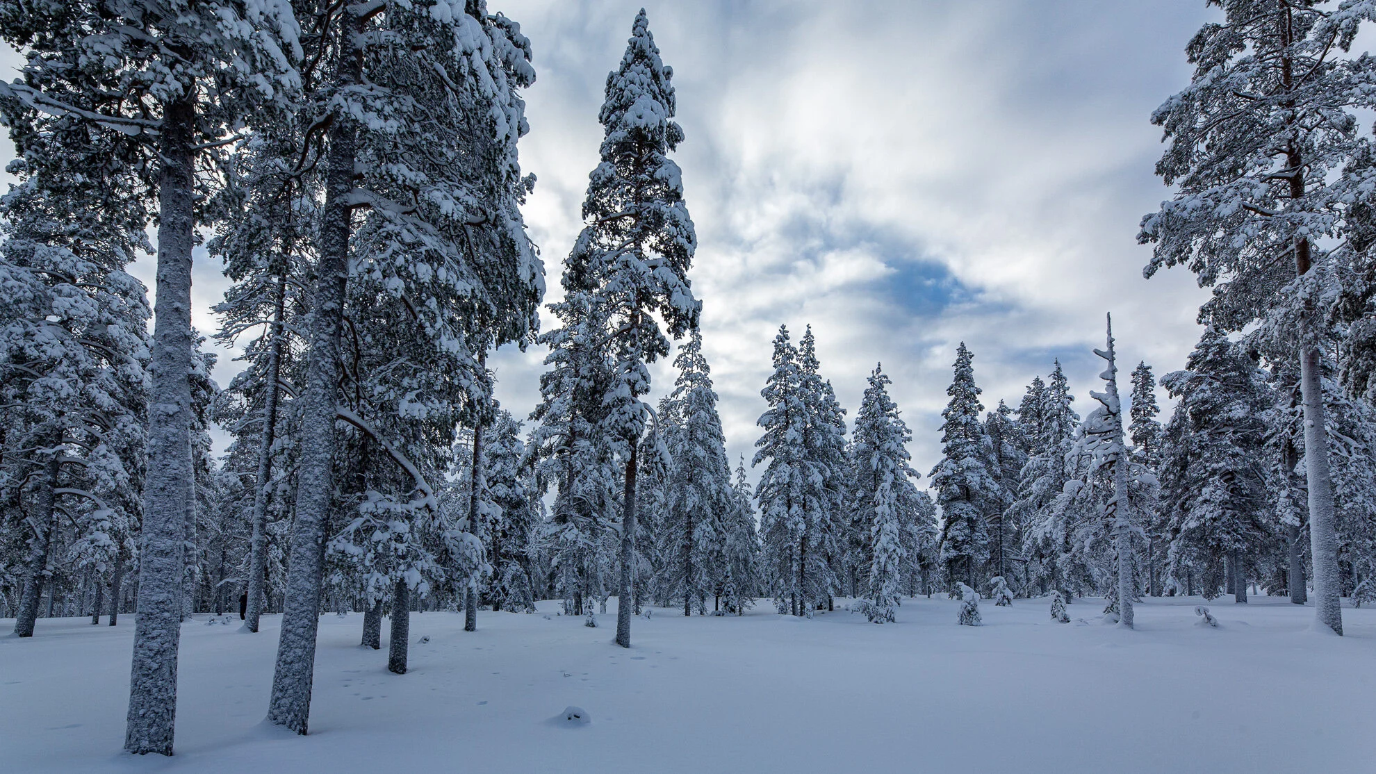 Christmas: Clandestine Celebration