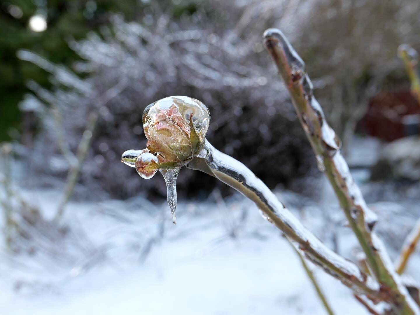 It&rsquo;s still icy out there in the PNW ❄️