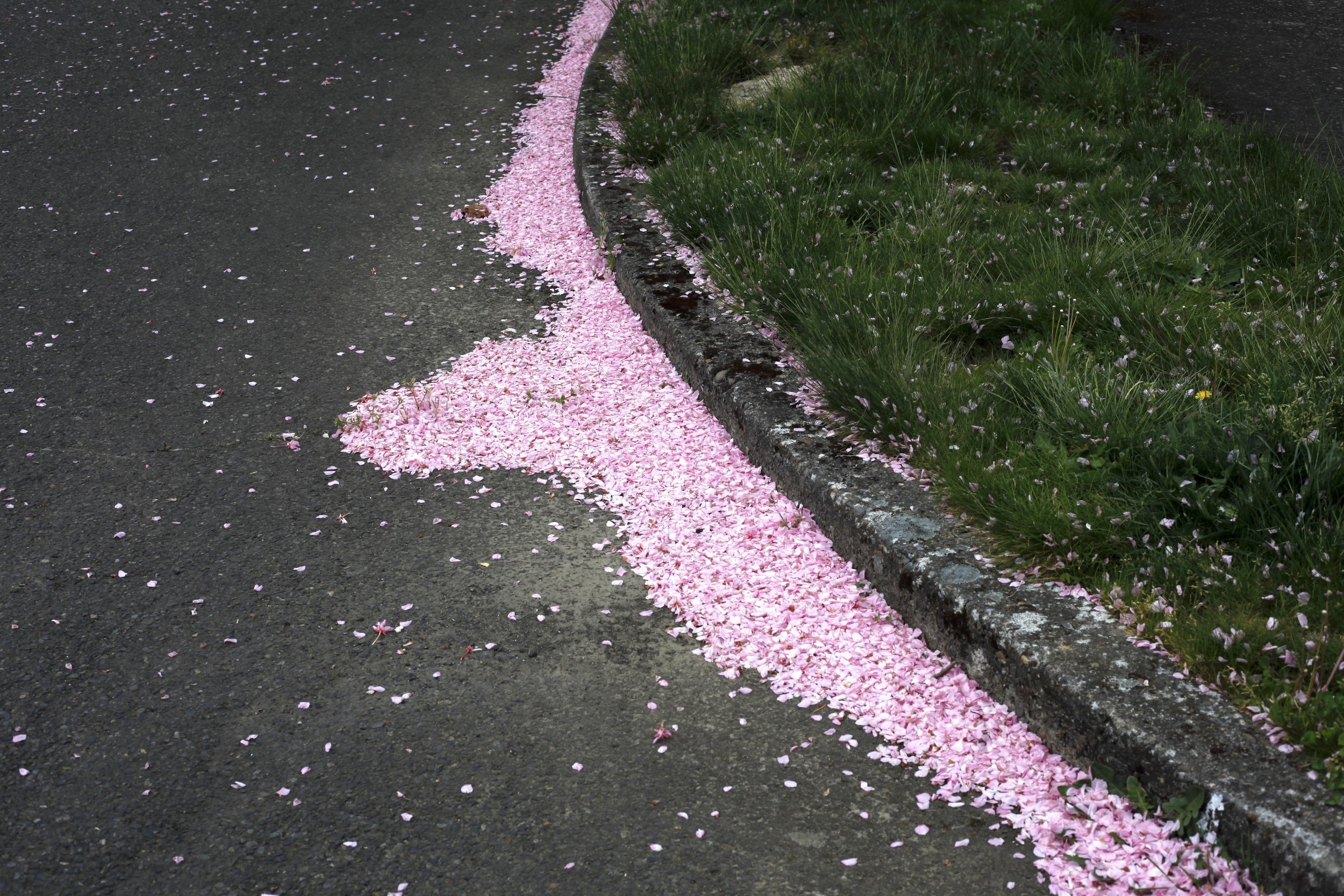  © Shannon O’Connor 