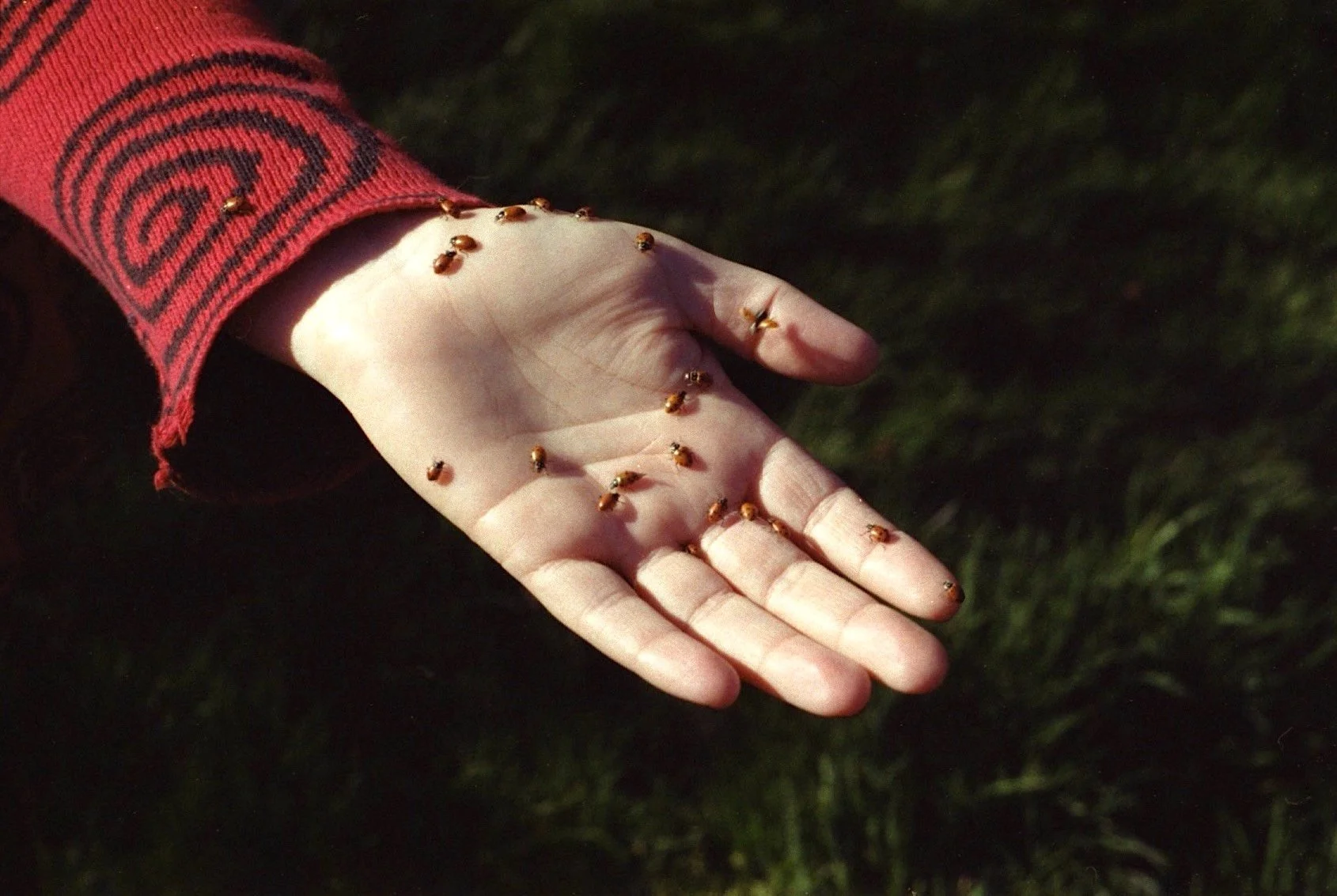 ladybugs1.jpeg