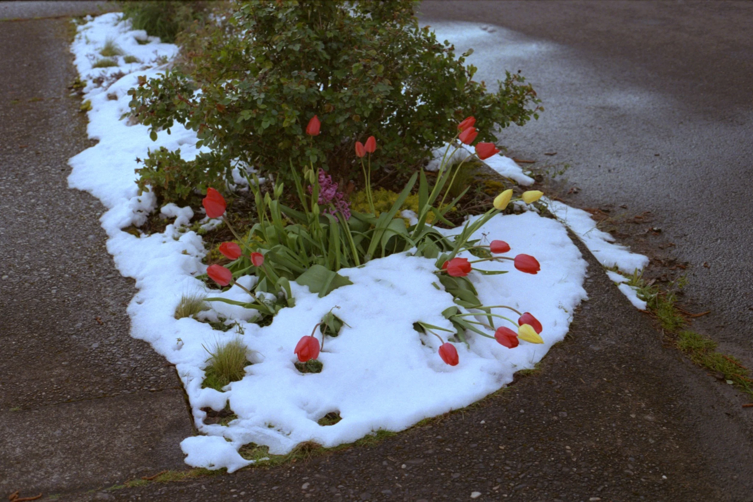 snowflowers.jpeg