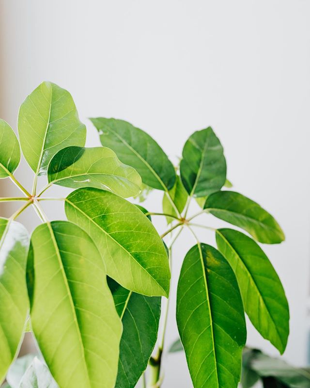 Did you know that plants can help you be productive? Well, get ready to get work done because here at The Office Doc we&rsquo;ve got some serious greenery to get your productive juices flowing! 🌱