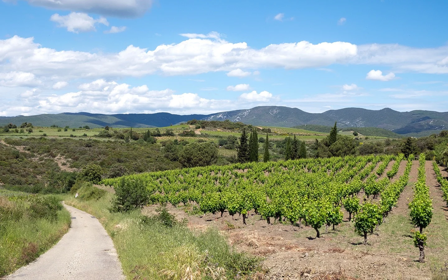 spring-in-languedoc.jpg